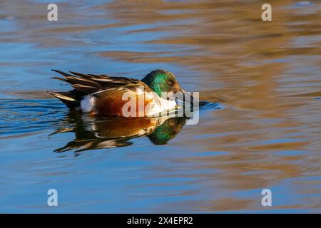 Mâle Northern Shoveler dans une zone humide, comté de Clinton, Illinois. Banque D'Images