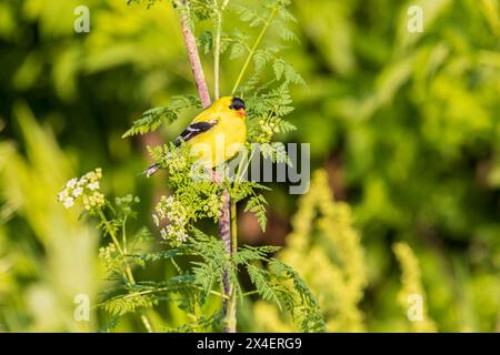 Américain Goldfinch mâle, comté de Marion, Illinois. Banque D'Images