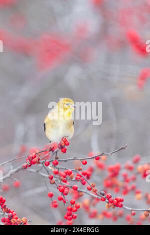 American Goldfinch dans le plumage d'hiver dans le buisson de Winterberry, comté de Marion, Illinois. Banque D'Images