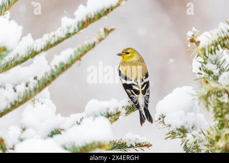 American Goldfinch dans le plumage d'hiver dans le sapin en hiver, comté de Marion, Illinois. Banque D'Images