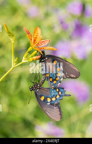 Pipevine Swallowtails sur BlackBerry Lily accouplement dans le jardin de fleurs, comté de Marion, Illinois. (Usage éditorial uniquement) Banque D'Images