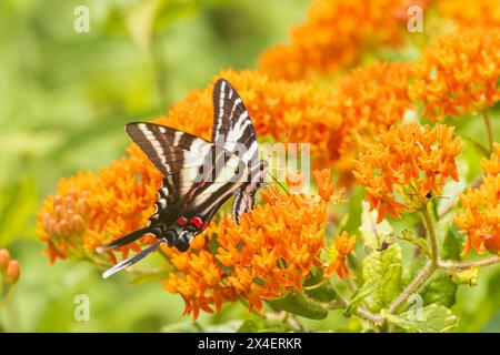 Zebra Swallowtail sur Butterfly Milkweed. Stephen A. Forbes est un parc, comté de Marion, Illinois. (Usage éditorial uniquement) Banque D'Images