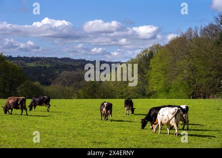 Vaches dans un champ au printemps, East Sussex, Angleterre Banque D'Images