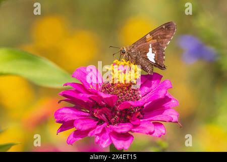 Skipper à taches d'argent sur zinnia, comté de Marion, Illinois. Banque D'Images