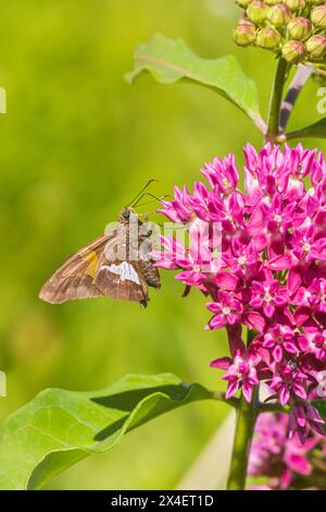 Skipper à taches d'argent sur Purple Milkweed, comté de Marion, Illinois. (Usage éditorial uniquement) Banque D'Images