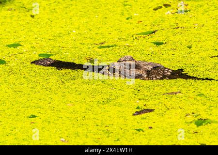 États-Unis, Louisiane, Lac Martin. Alligator dans l'herbe de canard des marais. Banque D'Images