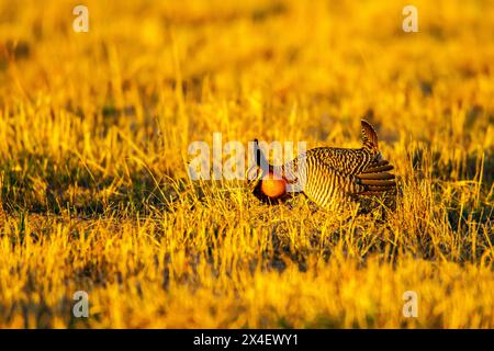 États-Unis, Nebraska, Loup County. Mâle de poulet de prairie plus grand exposé sur lek. Banque D'Images