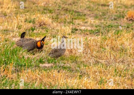 États-Unis, Nebraska, Loup County. Mâle poulet des Prairies s'exposant à la femelle sur lek. Banque D'Images