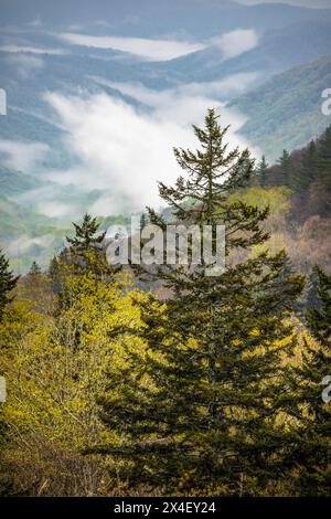 Vue printanière matinale sur la vallée d'Oconaluftee avec la brume montante, parc national des Great Smoky Mountains, Caroline du Nord Banque D'Images