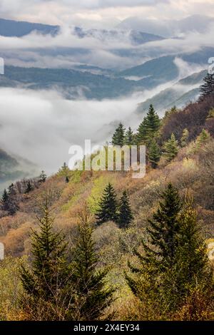 Vue printanière matinale sur la vallée d'Oconaluftee avec la brume montante, parc national des Great Smoky Mountains, Caroline du Nord Banque D'Images