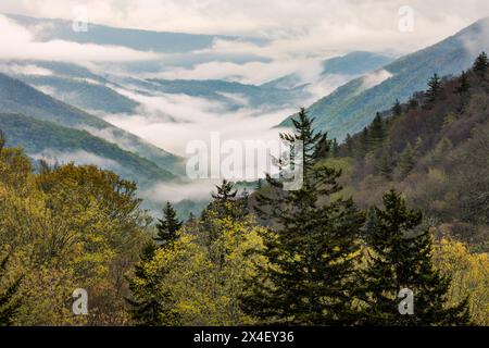 Vue printanière matinale sur la vallée d'Oconaluftee avec la brume montante, parc national des Great Smoky Mountains, Caroline du Nord Banque D'Images