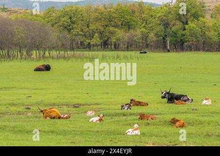 États-Unis, Oklahoma, Wichita Mountains National Wildlife refuge. Bovins Longhorn et bisons au repos dans les champs. Banque D'Images