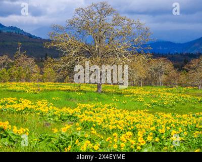 Vieux chêne dans un champ de fleurs de balsamroot arrowleaf. Banque D'Images