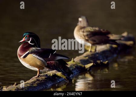 Apprêtage de paires de canards en bois Banque D'Images