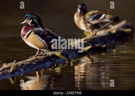 Apprêtage de paires de canards en bois Banque D'Images