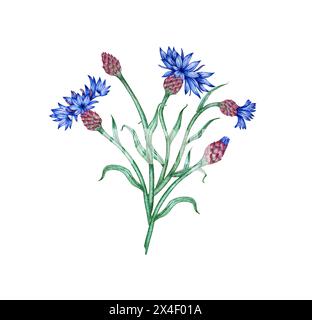 Bleuets fleurs bleues bouquet illustration aquarelle. Elément de composition botanique isolé du fond. Convient aux cosmétiques, aromathérapie Banque D'Images