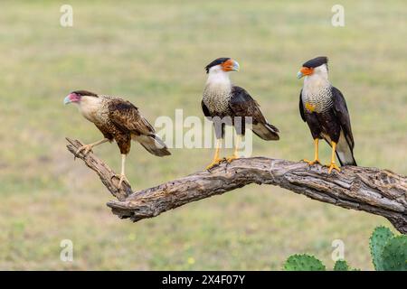 Juvénile et deux adultes Crested caracara's perchés, Rio Grande Valley, Texas Banque D'Images