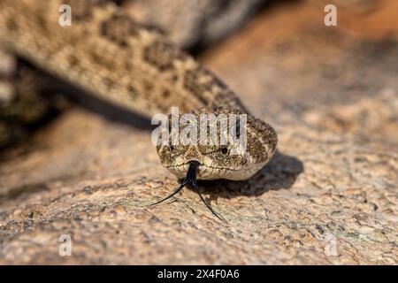 Serpent à sonnette à dos diamanté de l'Ouest ou dos diamant du Texas, vallée du Rio Grande, Texas Banque D'Images