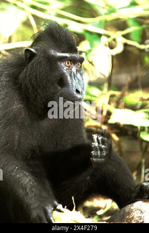 Un macaque à crête (Macaca nigra) mange de la noix de coco assis sur le sol dans la forêt de Tangkoko, Sulawesi du Nord, Indonésie. Le changement climatique modifie les niches environnementales, ce qui amène les espèces à modifier leur aire de répartition en suivant leur niche écologique, ce qui pourrait être un inconvénient en termes de gestion efficace de la biodiversité, selon nature Climate change. «Le changement climatique et les maladies sont des menaces émergentes pour les primates, et environ un quart des aires de répartition des primates ont des températures supérieures à celles historiques», a écrit une autre équipe de scientifiques dirigée par Miriam Plaza Pinto sur nature. Banque D'Images