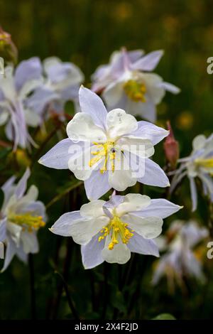 Fleurs sauvages de Columbine dans la forêt nationale de Fish Lake. Banque D'Images