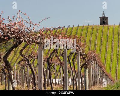 Vignoble de saule rouge avec chapelle en pierre. Banque D'Images