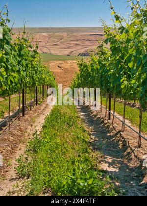 Un vignoble extraordinaire de beauté et de portée sculpté dans une pente abrupte orientée sud le long du fleuve Columbia dans le coin sud-est du Hô Banque D'Images