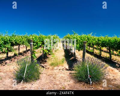 Un vignoble extraordinaire de beauté et de portée sculpté dans une pente abrupte orientée sud le long du fleuve Columbia dans le coin sud-est du Hô Banque D'Images