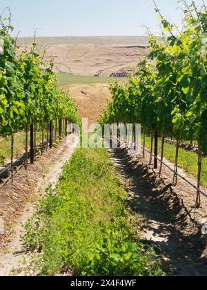 Un vignoble extraordinaire de beauté et de portée sculpté dans une pente abrupte orientée sud le long du fleuve Columbia dans le coin sud-est du Hô Banque D'Images