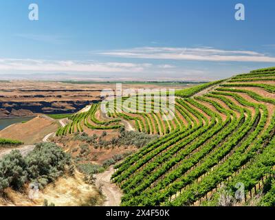 Un vignoble extraordinaire de beauté et de portée sculpté dans une pente abrupte orientée sud le long du fleuve Columbia dans le coin sud-est du Hô Banque D'Images