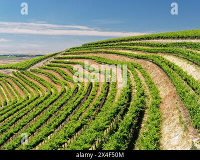 Un vignoble extraordinaire de beauté et de portée sculpté dans une pente abrupte orientée sud le long du fleuve Columbia dans le coin sud-est du Hô Banque D'Images