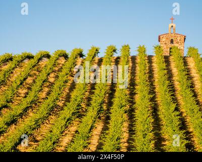 Vignobles de saule rouge avec chapelle en pierre. (PR) Banque D'Images