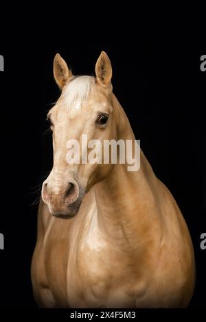 Portrait noir d'un cheval palomino caballo deporte espanol (CDE) isolé sur fond noir Banque D'Images