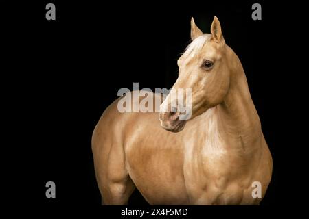 Portrait noir d'un cheval palomino caballo deporte espanol (CDE) isolé sur fond noir Banque D'Images