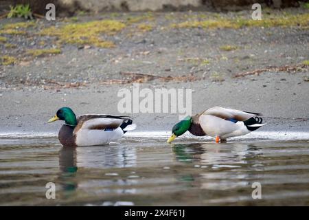 Issaquah, État de Washington, États-Unis. Deux colverts mâles sur le rivage du lac Sammamish, avec un buvant. Banque D'Images