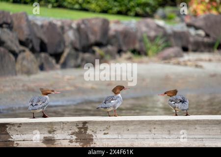 Issaquah, État de Washington, États-Unis. Trois Mergansers femelles debout sur une jetée en bois près de la rive du lac Sammamish. Banque D'Images