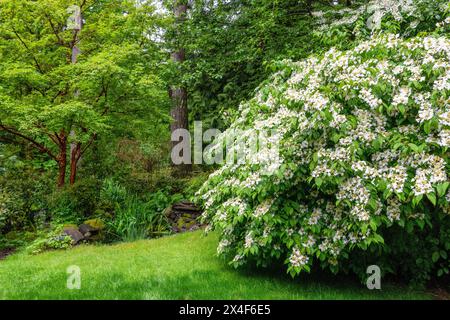 Issaquah, État de Washington, États-Unis. Arbuste viburnum Doublefile, également connu sous le nom de boule de neige japonaise et flocon de neige d'été dans une cour boisée. Banque D'Images