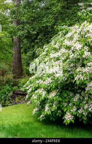 Issaquah, État de Washington, États-Unis. Arbuste viburnum Doublefile, également connu sous le nom de boule de neige japonaise et flocon de neige d'été dans une cour boisée. Banque D'Images