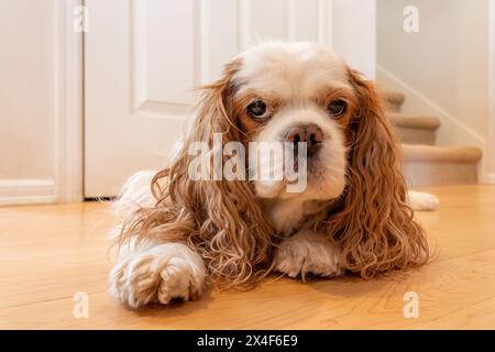 Issaquah, État de Washington, États-Unis. Cavalier King Charles Spaniel couché sur un plancher de bois franc. (PR) Banque D'Images