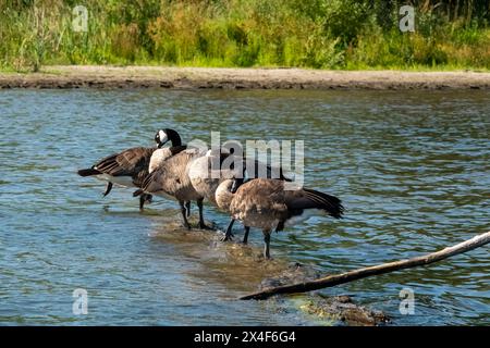 Issaquah, État de Washington, États-Unis. Troupeau d'oies du Canada debout sur une bûche submergée dans le lac Sammamish, en train de prélever. Banque D'Images