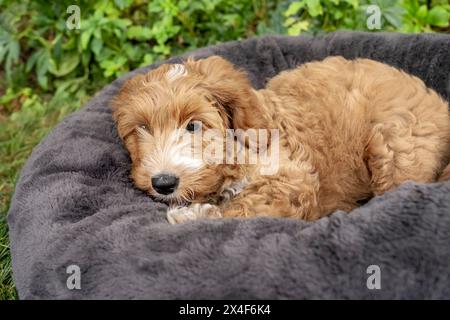 Issaquah, État de Washington, États-Unis. Chiot Aussiedoodle de 3 mois reposant somnolent dans son lit à l'extérieur. (PR) Banque D'Images