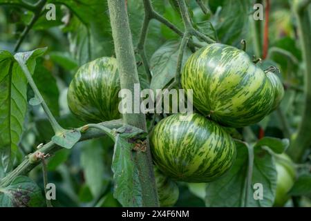 Port Townsend, État de Washington, États-Unis. Tomates zèbres vertes poussant sur la vigne. Banque D'Images