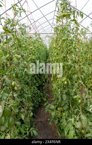 Port Townsend, État de Washington, États-Unis. Tomates zèbres vertes poussant sur des treillis de ficelles dans une serre commerciale. Banque D'Images