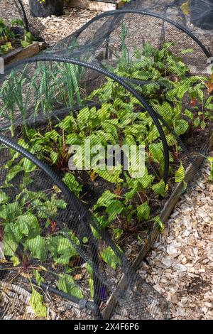 Port Hadlock, État de Washington, États-Unis. Filet sur des cerceaux couvrant un jardin surélevé avec des betteraves et des oignons dans un jardin communautaire. Banque D'Images