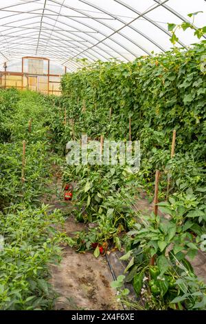 Port Townsend, État de Washington, États-Unis. Poivrons doux poussant dans une serre commerciale Banque D'Images