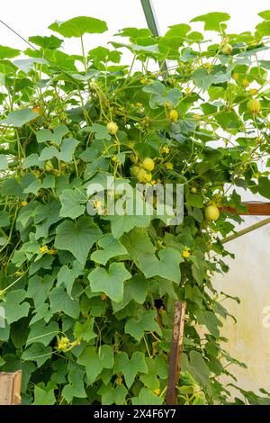 Port Townsend, État de Washington, États-Unis. Citron concombre vigne avec des concombres mûrs poussant verticalement sur un treillis dans une serre commerciale. Banque D'Images