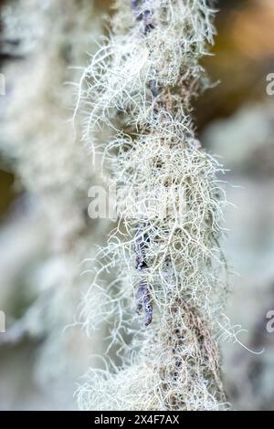 Mirrormont County Park, Issaquah, État de Washington, États-Unis. Un type de lichen fruticose poussant sur une branche d'arbre. C'est une forme de champignons lichens qui est cha Banque D'Images