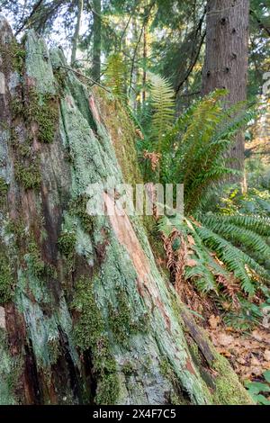 Mirrormont County Park, Issaquah, État de Washington, États-Unis. Moignon couvert de mousse et de lichen avec épordherne occidentale en arrière-plan. Banque D'Images