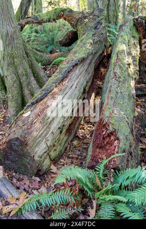 May Valley County Park, Issaquah, État de Washington, États-Unis. Fendre l'arbre couvert de mousse tombée et l'éporderaie occidentale sur le sol forestier. Banque D'Images