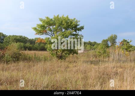 Chêne unique dans une savane au début de l'automne avec de l'herbe haute brune à Illinois Beach State Park à Zion Banque D'Images