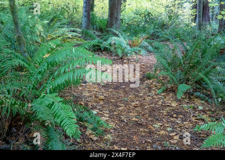 Mirrormont County Park, Issaquah, État de Washington, États-Unis. Chemin du parc entouré d'éporderaies occidentales. Banque D'Images